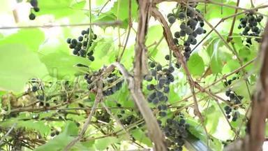 成熟的黑葡萄串酿酒厂的酒。绿叶，原汁原味的乡村葡萄园。